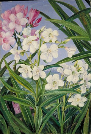 Marianne North -The Oleander